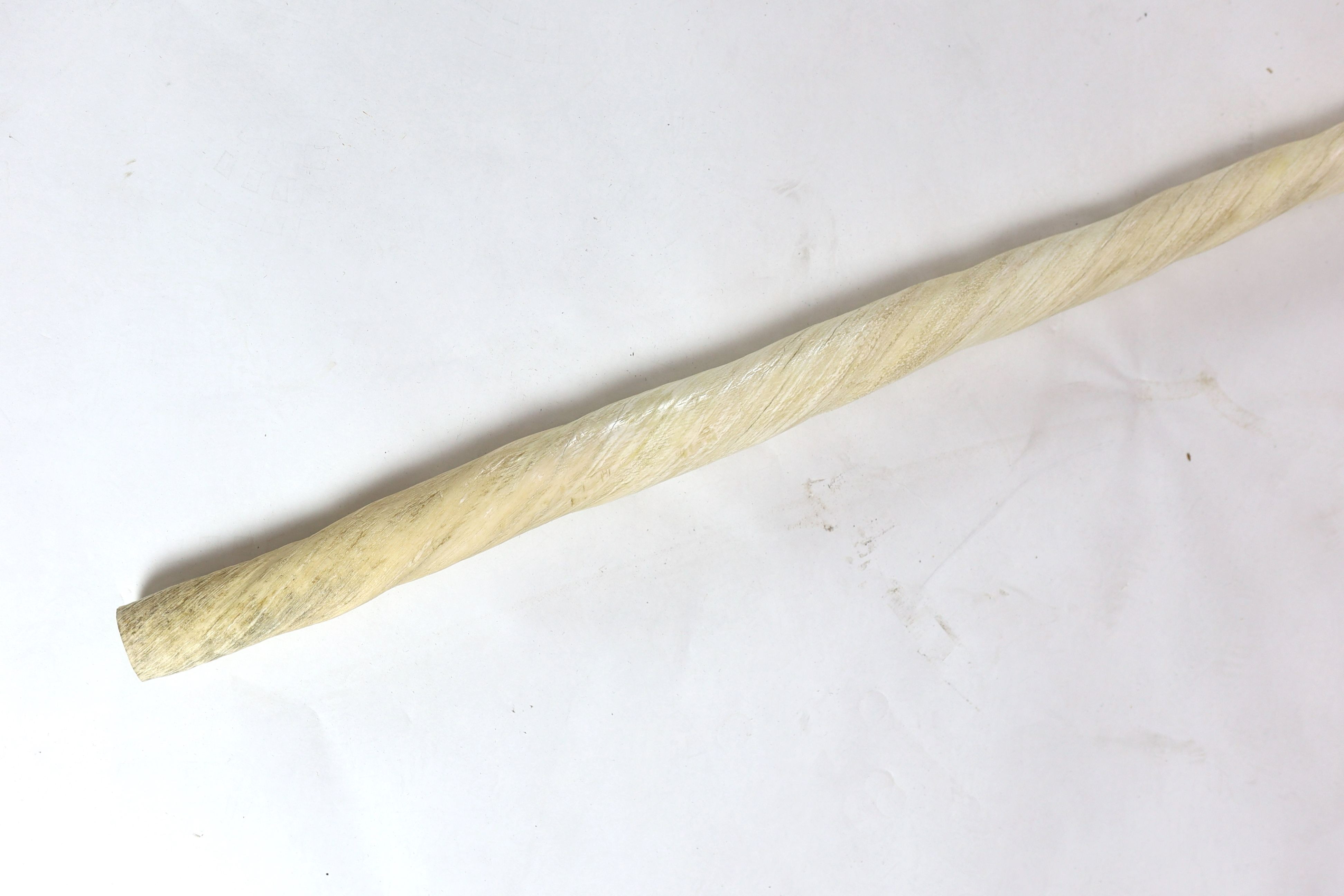 A large unworked Narwhal tusk, c.1970, 257 cm long (8ft 5.5in.)